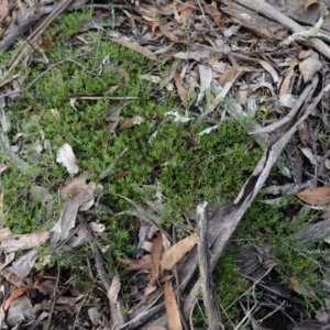 Pultenaea microphylla at Bungonia National Park - 18 Mar 2024