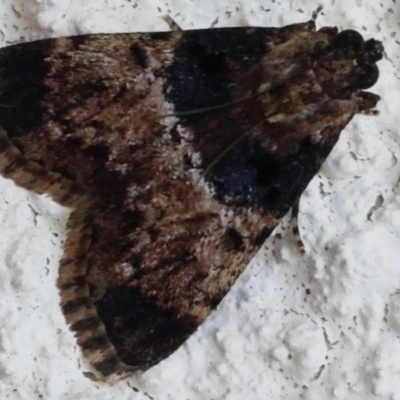 Orthaga thyrisalis (Teatree Web Moth) at Lyons, ACT - 24 Mar 2024 by ran452