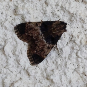 Orthaga thyrisalis at Lyons, ACT - 24 Mar 2024 03:50 PM