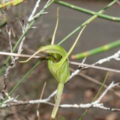 Diplodium laxum (Antelope greenhood) at Bungonia, NSW - 18 Mar 2024 by RobG1