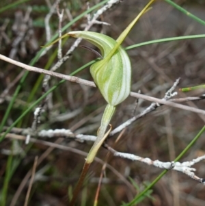 Diplodium laxum at Bungonia National Park - 18 Mar 2024