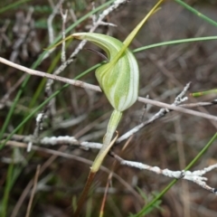 Diplodium laxum at Bungonia National Park - 18 Mar 2024