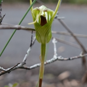 Diplodium laxum at Bungonia National Park - 18 Mar 2024