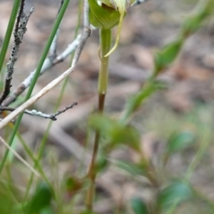 Diplodium laxum at Bungonia National Park - 18 Mar 2024