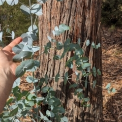 Eucalyptus cinerea subsp. cinerea (Argyle Apple) at Pine Island to Point Hut - 23 Mar 2024 by JP95