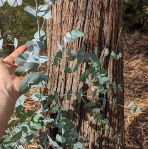 Eucalyptus cinerea subsp. cinerea at Pine Island to Point Hut - 23 Mar 2024