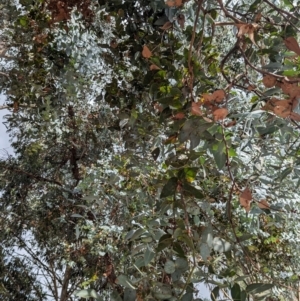 Eucalyptus cinerea subsp. cinerea at Pine Island to Point Hut - 23 Mar 2024