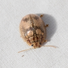 Paropsisterna laesa species complex (Laesa leaf beetle) at Hawker, ACT - 27 Dec 2023 by AlisonMilton