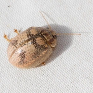 Paropsisterna laesa species complex at The Pinnacle - 27 Dec 2023 04:08 PM