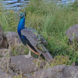 Pavo cristatus at West Launceston, TAS - 23 Feb 2024 07:48 AM