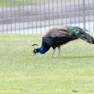 Pavo cristatus at West Launceston, TAS - 23 Feb 2024 07:48 AM