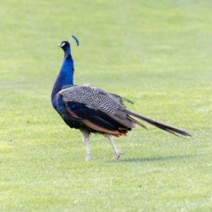 Pavo cristatus at West Launceston, TAS - 23 Feb 2024 07:48 AM