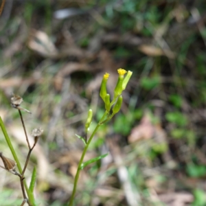 Senecio hispidulus at Tidbinbilla Nature Reserve - 23 Mar 2024 10:20 AM