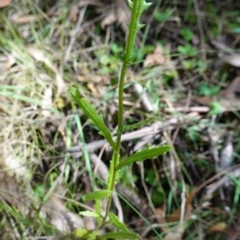 Senecio hispidulus at Tidbinbilla Nature Reserve - 23 Mar 2024 10:20 AM