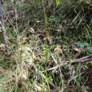 Senecio hispidulus at Tidbinbilla Nature Reserve - 23 Mar 2024