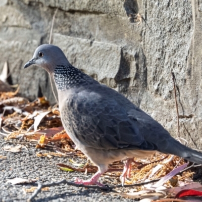 Spilopelia chinensis (Spotted Dove) at Launceston, TAS - 22 Feb 2024 by AlisonMilton