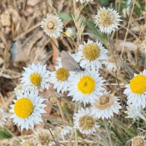 Zizina otis at Sth Tablelands Ecosystem Park - 14 Mar 2024