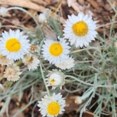 Zizina otis at Sth Tablelands Ecosystem Park - 14 Mar 2024