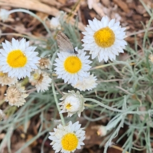 Zizina otis at Sth Tablelands Ecosystem Park - 14 Mar 2024