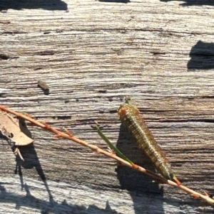 Pterygophorus sp. (genus) at Hackett, ACT - 24 Mar 2024 05:07 PM