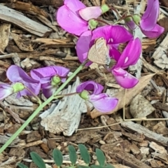 Lampides boeticus (Long-tailed Pea-blue) at Yarralumla, ACT - 14 Mar 2024 by galah681