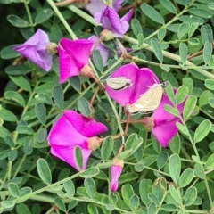 Lampides boeticus at Sth Tablelands Ecosystem Park - 14 Mar 2024