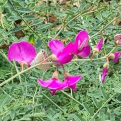 Lampides boeticus at Sth Tablelands Ecosystem Park - 14 Mar 2024