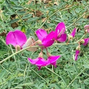 Lampides boeticus at Sth Tablelands Ecosystem Park - 14 Mar 2024