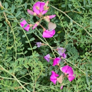 Lampides boeticus at Sth Tablelands Ecosystem Park - 14 Mar 2024