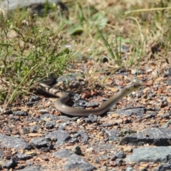 Delma inornata (Olive Legless-lizard) at Mulligans Flat - 24 Mar 2024 by LineMarie