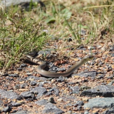 Delma inornata (Olive Legless-lizard) at Mulligans Flat - 24 Mar 2024 by LineMarie