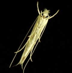 Opostega (genus) (A White Eyecap moth ( Opostegidae) at Cook, ACT - 19 Mar 2024 by CathB