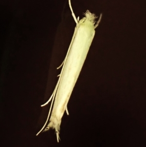 Opostega (genus) at suppressed - 19 Mar 2024