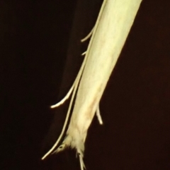 Opostega (genus) at suppressed - 19 Mar 2024
