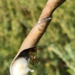 Phonognathidae (unofficial sub family) (Leaf curling orb-weavers) at Yarralumla, ACT - 14 Mar 2024 by galah681