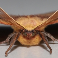 Anthela repleta (Replete Anthelid) at Wellington Point, QLD - 21 Mar 2024 by TimL