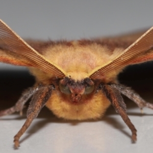 Anthela repleta at Wellington Point, QLD - 21 Mar 2024