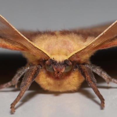 Anthela repleta (Replete Anthelid) at Wellington Point, QLD - 21 Mar 2024 by TimL