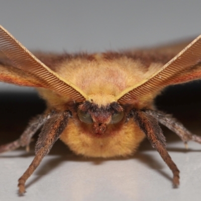 Anthela repleta at Wellington Point, QLD - 21 Mar 2024 by TimL