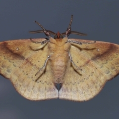 Anthela repleta at Wellington Point, QLD - 21 Mar 2024