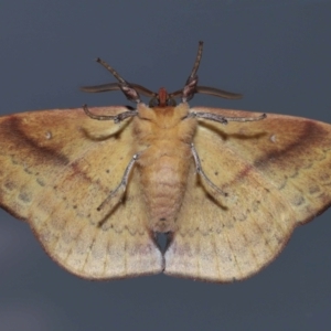 Anthela repleta at Wellington Point, QLD - 21 Mar 2024