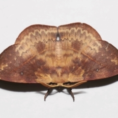 Anthela repleta at Wellington Point, QLD - suppressed