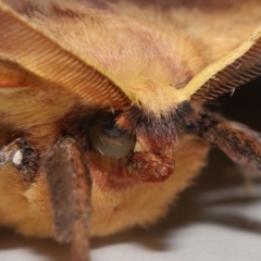 Anthela repleta at Wellington Point, QLD - suppressed