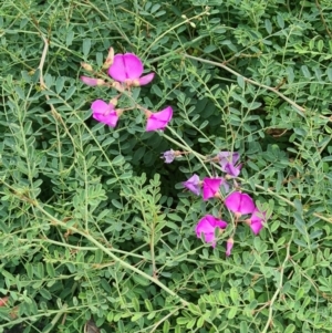 Swainsona galegifolia at Sth Tablelands Ecosystem Park - 14 Mar 2024