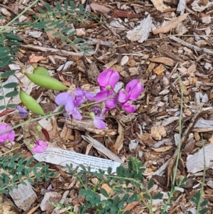 Swainsona galegifolia at Sth Tablelands Ecosystem Park - 14 Mar 2024