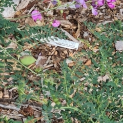 Swainsona galegifolia at Sth Tablelands Ecosystem Park - 14 Mar 2024