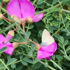 Zizina otis at Sth Tablelands Ecosystem Park - 14 Mar 2024