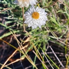 Leucochrysum albicans subsp. tricolor (Hoary Sunray) at QPRC LGA - 24 Mar 2024 by WalkYonder