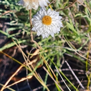 Leucochrysum albicans subsp. tricolor at QPRC LGA - 24 Mar 2024