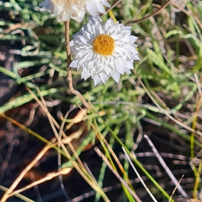 Leucochrysum albicans subsp. tricolor (Hoary Sunray) at QPRC LGA - 24 Mar 2024 by WalkYonder